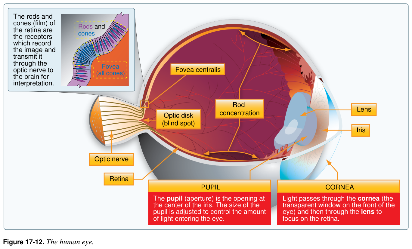 Figure 17-12. The human eye.